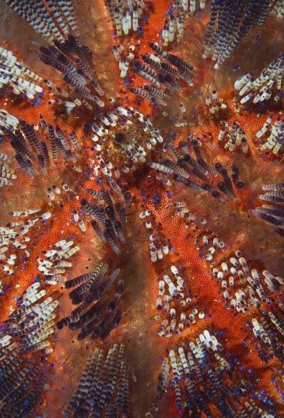 Indonesia, Raja Ampat Overview of sea urchin